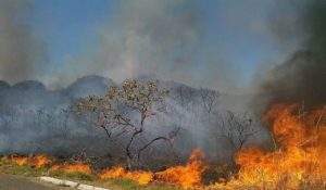 <p>Carbon emitted from forest fires will make Brazil’s emissions reductions plans harder to achieve (image: <a href="https://commons.wikimedia.org/wiki/File:Seca_e_queimada_no_cerrado_03.jpg" target="_blank" rel="noopener">José Cruz/ABr </a>).</p>