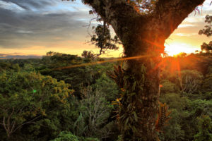 <p>Yasuní national park in Ecuador (image: <a href="https://www.flickr.com/photos/sara_y_tzunki/6535486011" target="_blank" rel="noopener">Sara y Tzunki</a>)</p>
