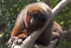 <p>The titi Caquetá monkey, found near Sinochem’s Nogal oil block, is considered one of the 25 most endangered primates in the world (photo: <a href="https://upload.wikimedia.org/wikipedia/commons/6/6d/Coppery_Titi_1.jpg">wikicommons</a>).</p>