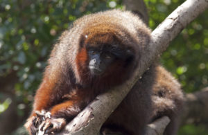 <p>El mono Caquetá titi en peligro de extinción (imagen: <a href="https://upload.wikimedia.org/wikipedia/commons/6/6d/Coppery_Titi_1.jpg">wikicommons</a>).</p>