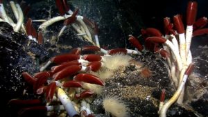 <p>Deep sea hydrothermal vents are at risk from mining (image: <a href="https://www.flickr.com/photos/noaaphotolib/9660806745/in/set-72157635360690997" target="_blank" rel="noopener">NOAA</a>)</p>