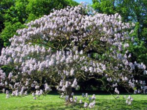árvore com flores lilás
