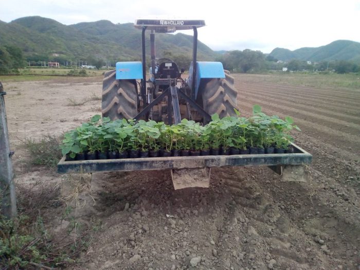 green seedlings on a tractor