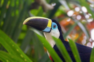 toucan biodiversity