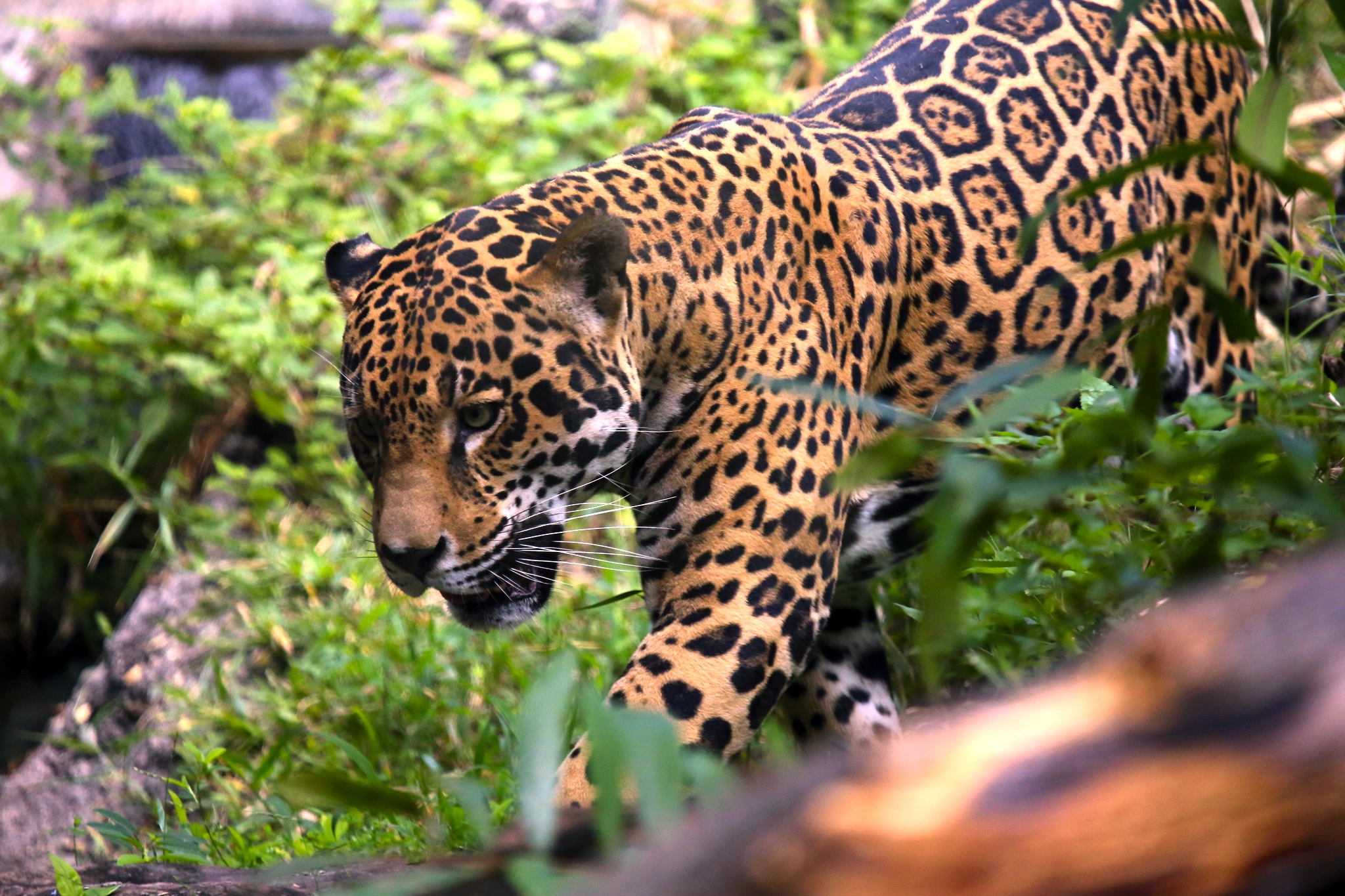 <p>The Mayan Train could impact the jaguar&#8217;s natural habitat (image: <a href="https://www.flickr.com/photos/cuatrok77/10937394883/in/photolist-hEv1rR-tBKa2E-8VbVNA-s187bT-s17W4P-6qTMuQ-s2T9uj-s2T4WS-9xysS7-hKxCp8-e5eCfX-8KUvQv-4wVPAJ-dVXqhP-7FxTVd-h3c9Qr-cixcoU-h6aGAh-a2zvih-fzszAj-qVifTF-qrwcih-WNiwjP-QqKUR-b4rE3x-hF8djg-7kRiCB-qLJu1E-dNH1fp-h6bt3x-ccshR-4EeGfP-sh9ScQ-hKy2zM-fzsrDS-6XHwmK-5yxbBZ-hEubEu-hKxbT9-ppztrK-wq3M8-7CHHXA-8uWcqV-4tzMCL-h6a25z-h6Lh5H-h6JUMh-hF775g-fzdfrg-h6JT11">Cuatrok</a>)</p>