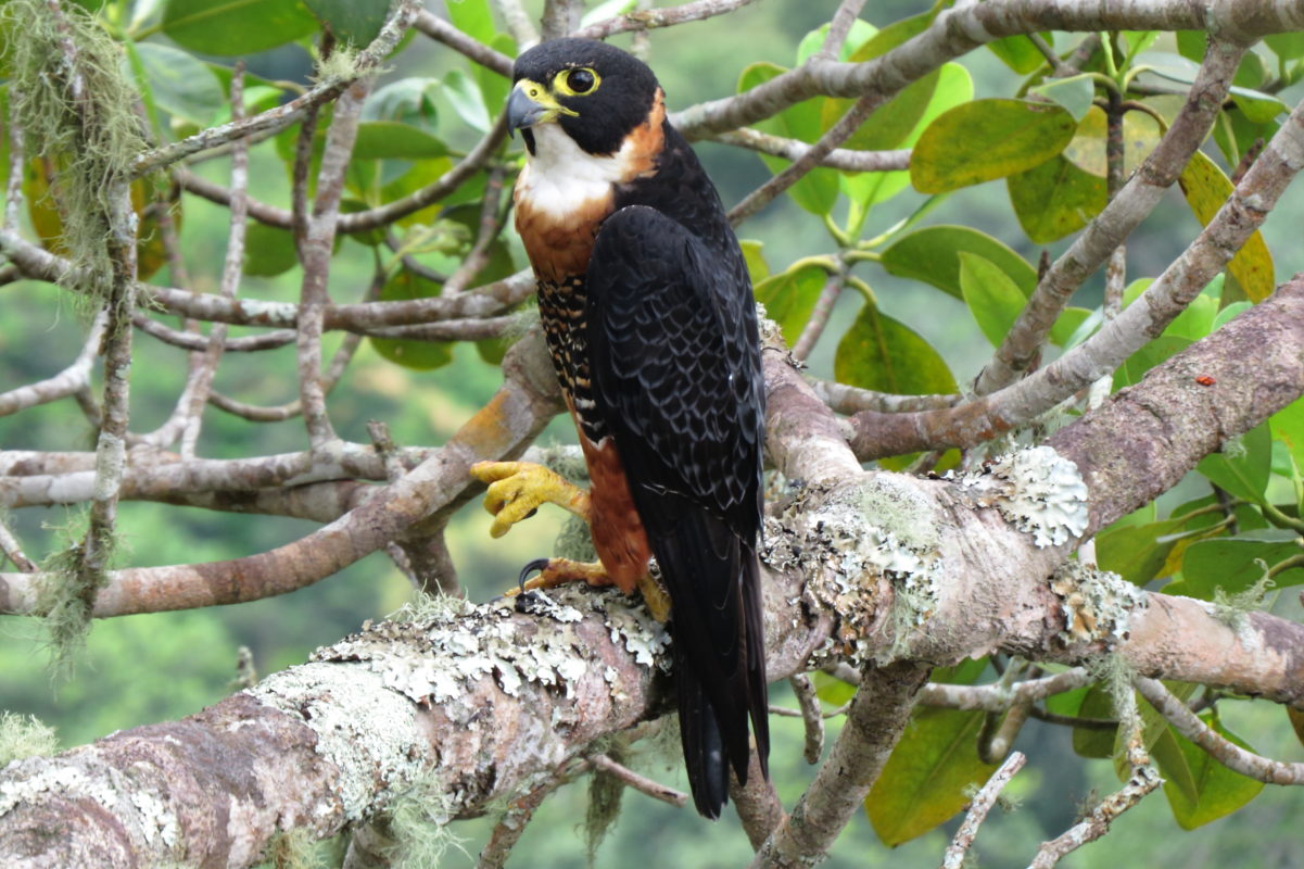 O falcão-de-peito-laranja (Falco deiroleucus)