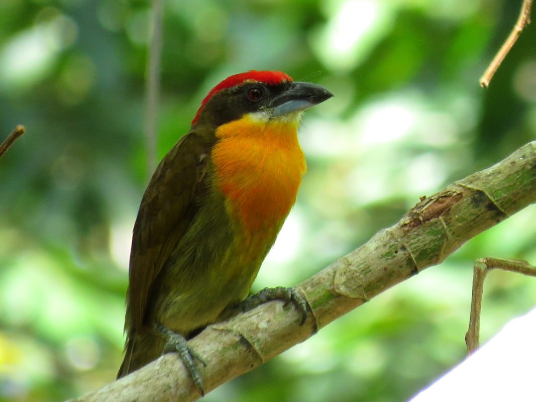 Scarlet-crowned Barbet (Capito Aurovirens)