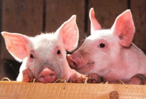 <p>Campañas instan a reducir el consumo de carne este nuevo año chino (imagen: <a href="https://pixabay.com/en/pigs-pen-portrait-livestock-barn-1507208/">Skeeze</a>)</p>