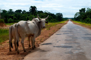 <p>Quase metade dos novos rebanhos de gado do Brasil estão na Amazônia (imagem: <a href="https://www.flickr.com/photos/cifor/35742990311">CIFOR</a>)</p>