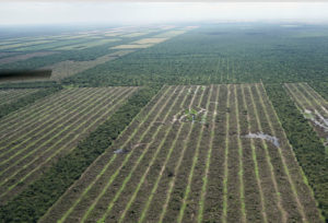 <p>Un predio en Salta fue sujeto a la deforestación para cultivar soja. Foto: Greenpeace</p>