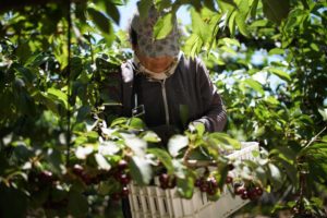 <p>Chile&#8217;s cherry harvest coincides with Chinese New Year, when it is traditional to gift fruit (image: Garces Fruit)</p>