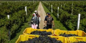 <p>Chinese farmers pick grapes in a vineyard in Changli county, Hebei province.  (Image: <a href="https://www.alamy.com/stock-photo-chinese-farmers-pick-grapes-in-a-vineyard-in-changli-county-hebei-12508162.html?pv=1&amp;stamp=2&amp;imageid=FE3679CD-085B-4E1A-B096-C96847313199&amp;p=15094&amp;n=0&amp;orientation=0&amp;pn=1&amp;searchtype=0&amp;IsFromSearch=1&amp;srch=foo%3dbar%26st%3d0%26pn%3d1%26ps%3d100%26sortby%3d2%26resultview%3dsortbyPopular%26npgs%3d0%26qt%3dvineyard%2520china%26qt_raw%3dvineyard%2520china%26lic%3d3%26mr%3d0%26pr%3d0%26ot%3d0%26creative%3d%26ag%3d0%26hc%3d0%26pc%3d%26blackwhite%3d%26cutout%3d%26tbar%3d1%26et%3d0x000000000000000000000%26vp%3d0%26loc%3d0%26imgt%3d0%26dtfr%3d%26dtto%3d%26size%3d0xFF%26archive%3d1%26groupid%3d%26pseudoid%3d%26a%3d%26cdid%3d%26cdsrt%3d%26name%3d%26qn%3d%26apalib%3d%26apalic%3d%26lightbox%3d%26gname%3d%26gtype%3d%26xstx%3d0%26simid%3d%26saveQry%3d%26editorial%3d1%26nu%3d%26t%3d%26edoptin%3d%26customgeoip%3dGB%26cap%3d1%26cbstore%3d1%26vd%3d0%26lb%3d%26fi%3d2%26edrf%3d0%26ispremium%3d1%26flip%3d0%26pl%3d">Lou Linwei / Alamy Stock Photo</a>)</p>