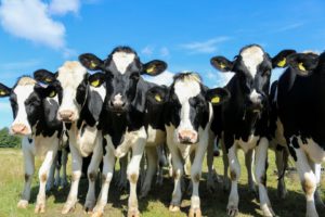 <p>China is importing increasing quantities of beef from South America (image: <a href="https://pxhere.com/en/photo/634832">pxhere</a>)</p>