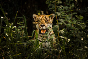 <p>A tecnologia bioacústica é capaz de detectar a presença de espécies, protegendo a biodiversidade. Em Yucatan, os grandes felinos foram identificados usando &#8216;Audiomoth&#8217;. <span style="font-weight: 400;">(imagen: <a href="https://upload.wikimedia.org/wikipedia/commons/f/fb/On%C3%A7a_do_Pantanal.jpg">wikimedia</a>)</span></p>