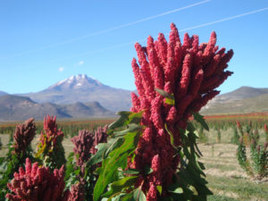 <p>Os camponeses bolivianos começaram a exportar quinoa orgânica para a China em dezembro. Foto: CIQ</p>