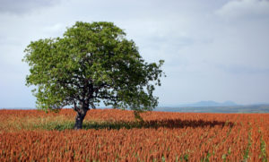 <p>A sorghum field in Mexico&#8217;s Morelos state. Mexico is looking to export the grain to China despite shortages nationwide because of adverse weather (image: <a href="https://www.flickr.com/photos/marioparedes/1715911714/in/photostream/">Mario Paredes</a>)</p>