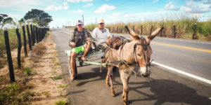 <p>A donkey working in the centre of Bahía: although donkeys are still often used, motorcycles have been increasingly popular in recent years</p>