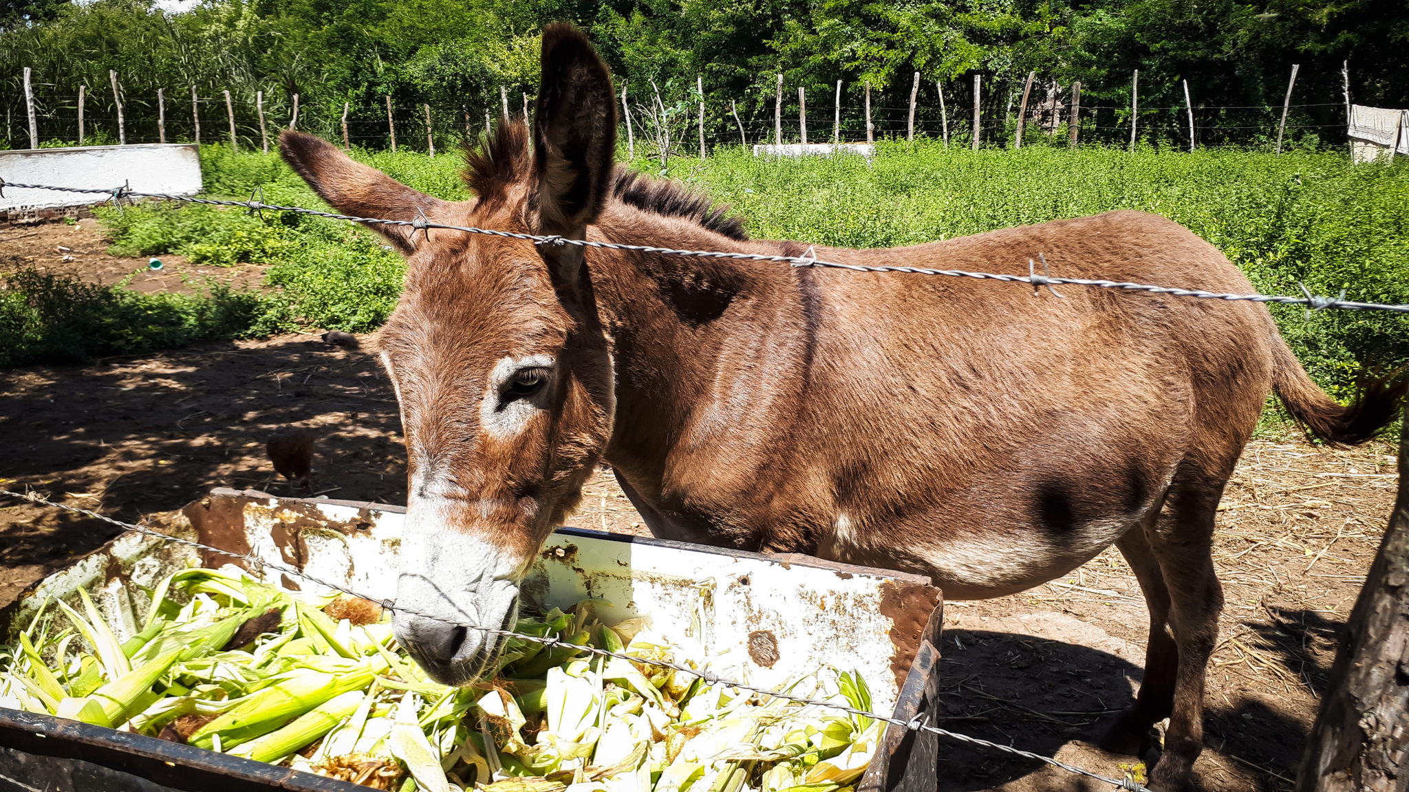 donkey brazil