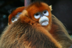 <p>UN biodiversity talks in Kunming in 2020 will aim to agree a plan for protecting endangered species such as China&#8217;s golden snub-nosed monkey (image: <a href="https://www.flickr.com/photos/85088843@N00/4229222035">Jack Hynes</a>)</p>