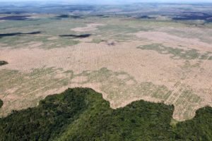 <p>Un nuevo informe del Carbon Disclosure Project (CDP), relevó el vínculo entre instituciones financieras chinas y la deforestación por soja cultivada en Brasil (image: <a href="https://www.flickr.com/photos/ibamagov/29399454651/in/album-72157673459988905/">IBAMA</a>).</p>