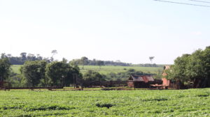 <p>Una plantación de soja en el este de Paraguay (imagen: Mathias Malgarejo Salum)</p>
