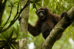 <p>A hoolock gibbon at Gaoligongshan Nature Reserve in Yunnan, the southwestern Chinese province that will host biodiversity talks next year (image: Alamy)</p>