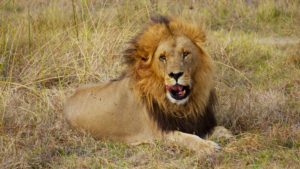 CITES conference in Geneva will address the illicit wildlife trade in endangered animals such as lions