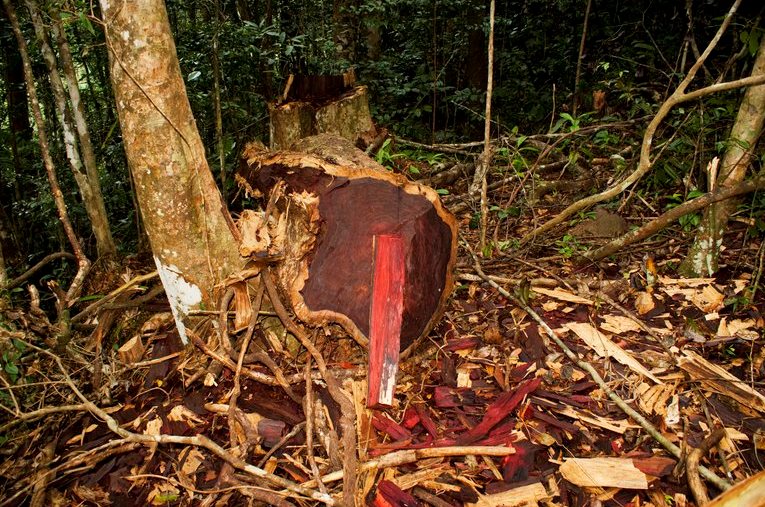 a fallen Mexican rosewood log
