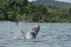<p>La migración de ballenas jorobadas se ha convertido en la principal actividad económica de la bahía de Tribugá. Foto: Natalia Botero / Fundación Macuáticos Colombia</p>