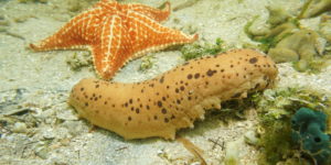 <p>Sea cucumbers clean the ocean floor but populations have been decimated by fishers capitalising on Chinese demand (image: Alamy)</p>