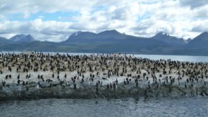 <p>The new IPCC oceans report has warned of the major impacts of global heating on sensitive biomes such as South America&#8217;s sub-Antarctic (image: <a href="https://flickr.com/photos/vtpoly/8282360128/">VT Polywoda</a>)</p>