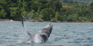 <p>Ecotourism based on whale watching is a mainstay of the local economy in the area slated for the Tribugá port (image: Natalia Botero / Fundación Macuáticos Colombia)</p>
