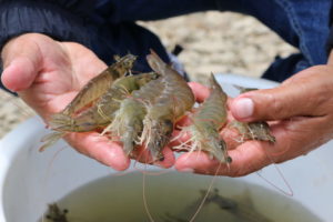 <p>After two years of spectacular growth in Ecuador&#8217;s shrimp exports to China, they hit a roadblock over sanitary concerns (image: Ecuadorian National Chamber of Aquaculture (CNA)).</p>
