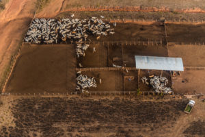 <p>La deforestación de Brasil, impulsada por la demanda de carne, fue uno de los temas más importantes del 2019 (imagen: Fabio Nascimento)</p>
