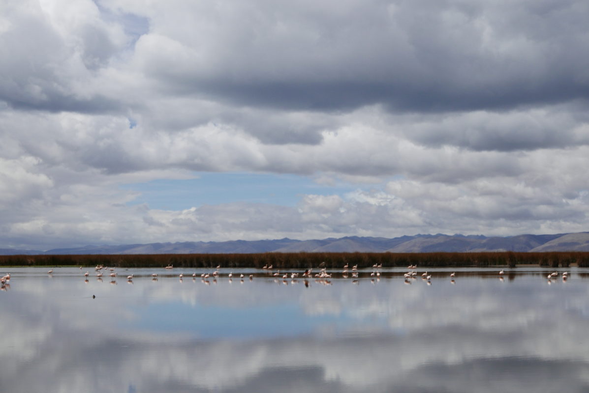 maca Peru_flamingos_Bombón plateau