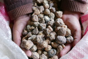 <p>Peruvian maca was the subject of a short-lived trade boom until Chinese dealers took the root and began growing it in Yunnan province (image: Jack Lo Lau)</p>