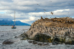 <p>Cormoranes imperiales en el Canal Beagle, Tierra del Fuego, Patagonia. El anfitrión de la COP25 Chile mantendrá el enfoque de las conversaciones sobre el clima en la conservación marina global a pesar de que se mudaron a Madrid (Imagen: Alamy)</p>
