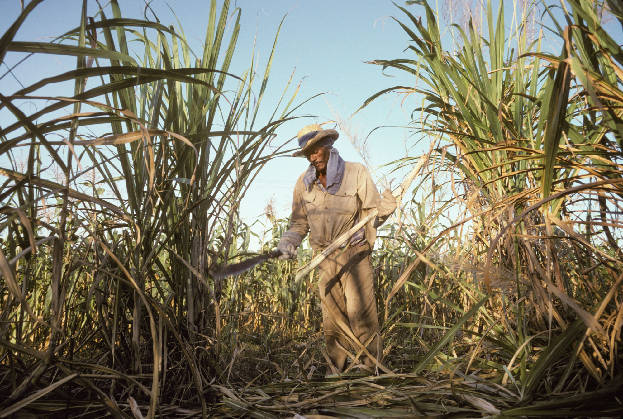 Cuba exports sugar cane to China