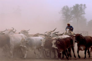 China and Paraguay could establish a beef trade