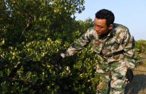 <p>Un guardaparque inspecciona manglares en una reserva natural en la ciudad de Danzhou, provincia de Hainan. Los manglares son una de las soluciones basadas en la naturaleza para la crisis climática (imagen: Alamy).</p>
