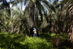 <p>Un trabajador de la plantación de aceite de palma Palmas del César en Minas, Colombia (imagen: <a href="https://www.flickr.com/photos/62762640@N02/29341357960/in/photostream/">Centro de Solidaridad</a>)</p>