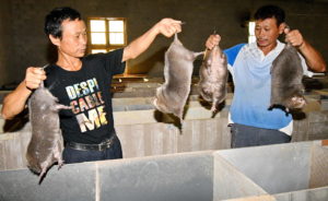 <p>Trabalhadores verificam ratos-do-bambu em uma fazenda na cidade de Fuzhou, na província de Jiangxi, leste da China. Os animais são suspeitos de hospedar o coronavírus, o que ampliou os pedidos de proibição do comércio de animais selvagens (imagem: Alamy)</p>