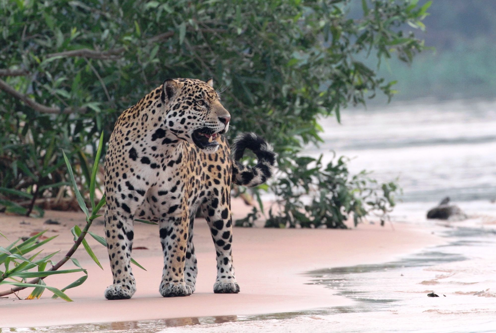 jaguar in the Pantanal