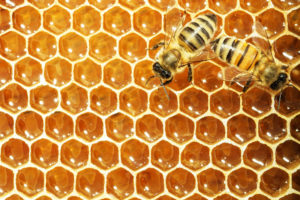 bees in a honeycomb