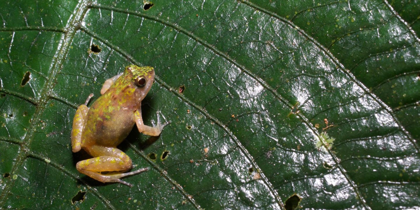 A puddle frog on a large leaf in the Atewa Range Forest Reserve, Ghana