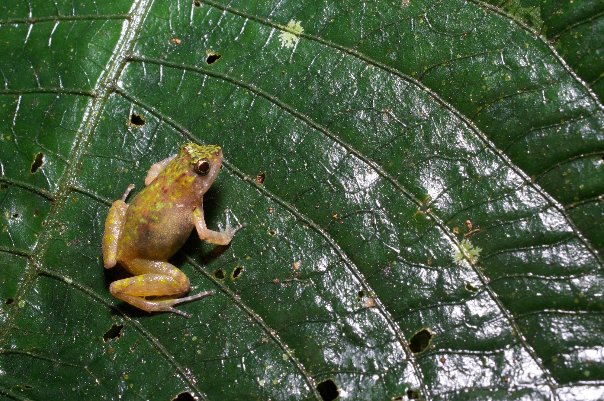 A puddle frog on a large leaf in the Atewa Range Forest Reserve, Ghana