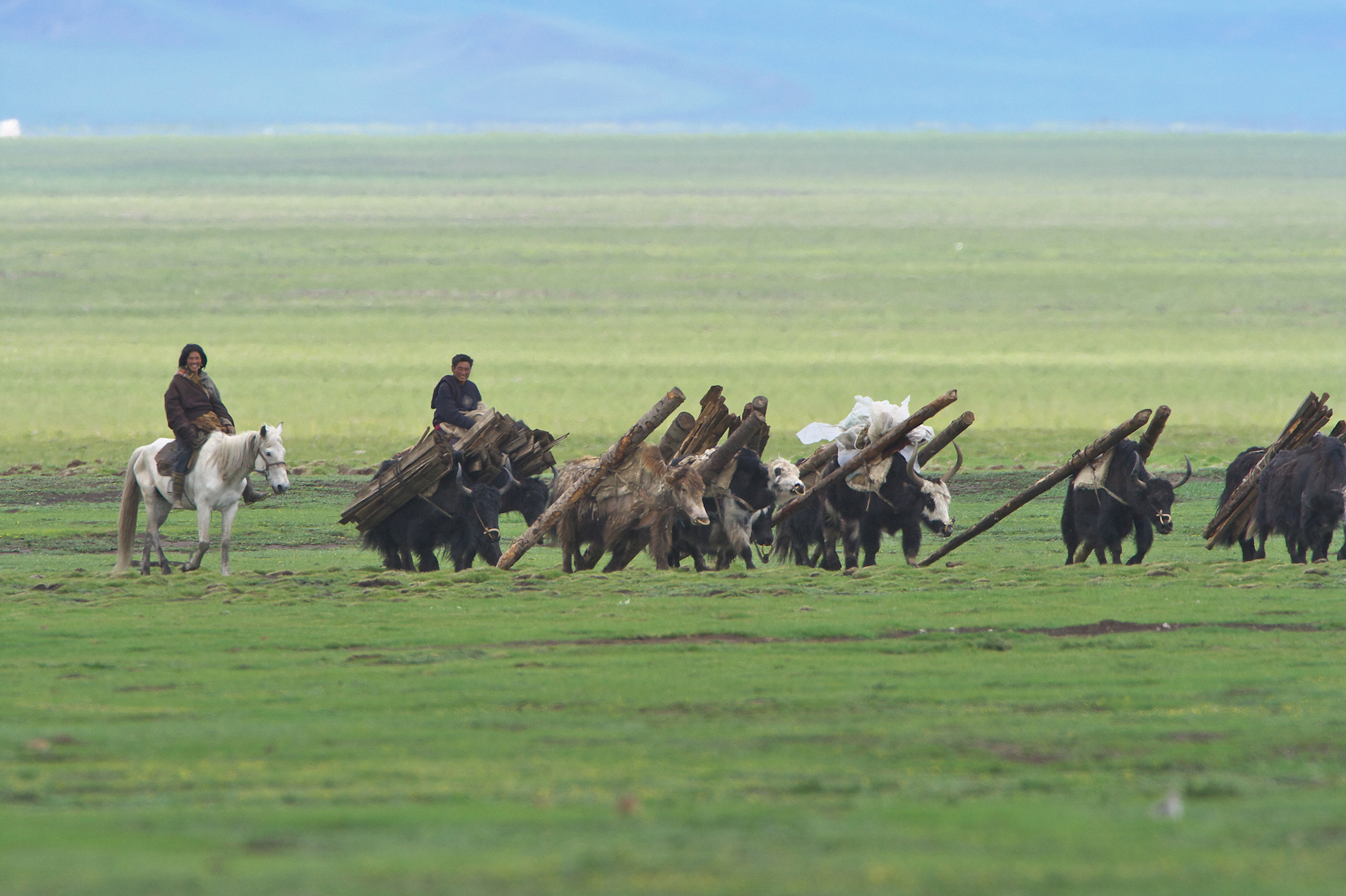 animals in Zoige or Ruoergai wetlands in the Tibetan plateau of Sichuan province in western China