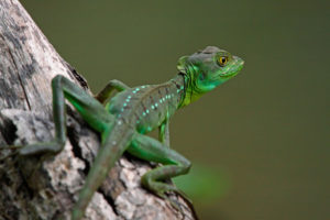 A juvenile Green Basilisk in Costa Rica's Tortuguero National Park