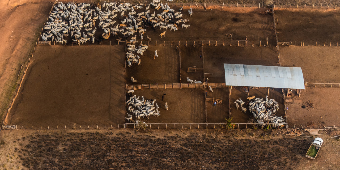cattle in pens in Brazil