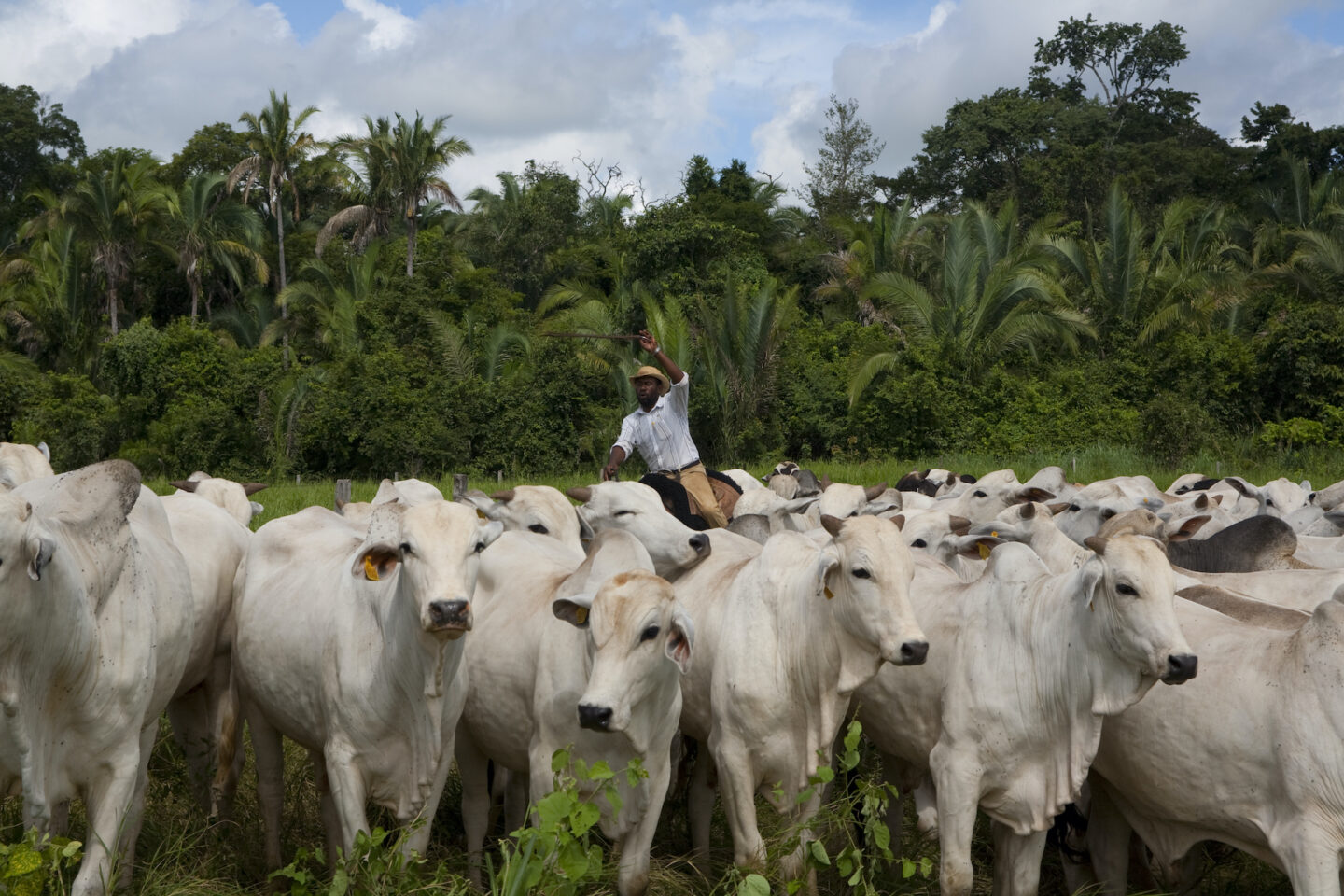 Cattle ranching at Monte Fusco livestock farm in Figueirópolis d´Oeste, only metres from the edge of the rainforest, Mato Grosso, Brazil 